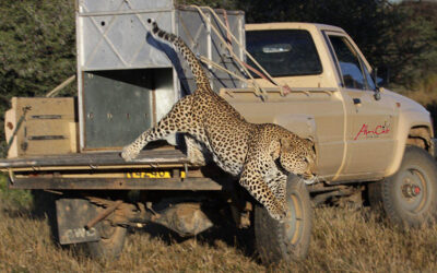 AfriCat – committed to the long-term conservation of Namibia´s wildlife