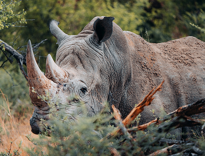 Okonjima Rhino Tracking