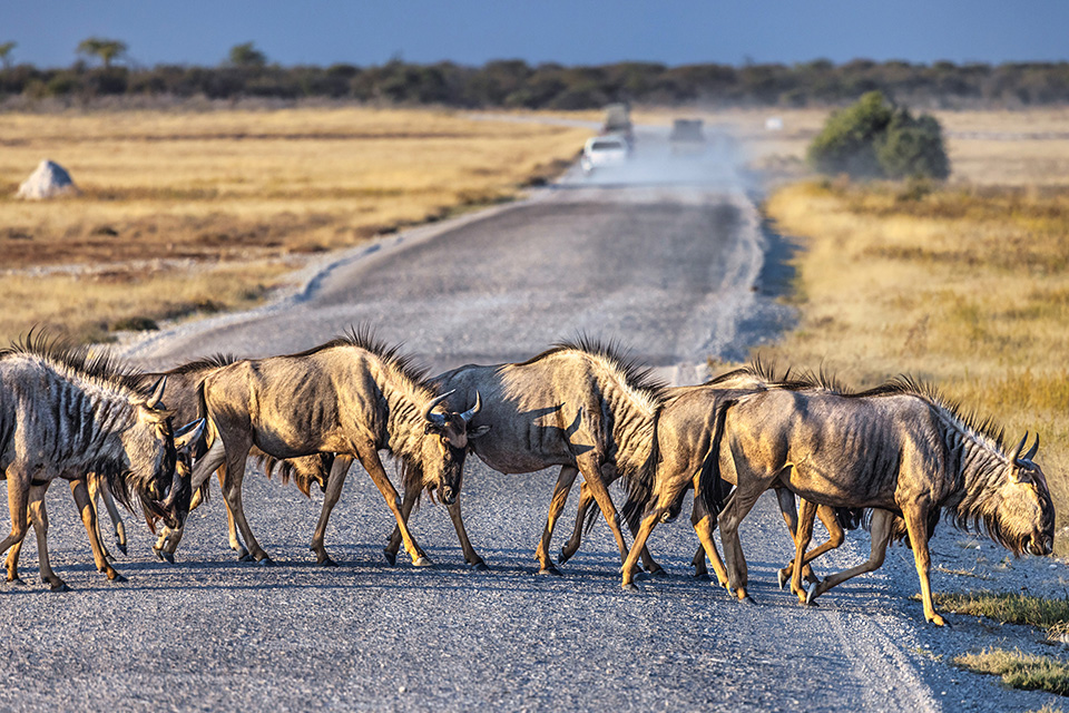 C'est l'endroit idéal pour observer les plus impressionnants spectacles quotidiens de la faune de Namibie.